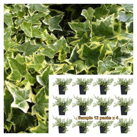 Ivy Gold Child Variegated Plant 6Pks Of 2Inches Pot Golden Ingot English Live Plant Ground Cover Best Ht7