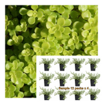Sedum Makinoi 6Pks Of 2Inches Oregon Stonecrop Mini Neon Yellow Crassulaceae Ground Cover Live Plant Best Ht7