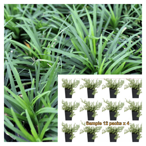 Ophiopogon Japonica Nana Plant 12Pks Of 2Inches Pot Dwarf Mondo Grass Ground Cover Live Plant Gro