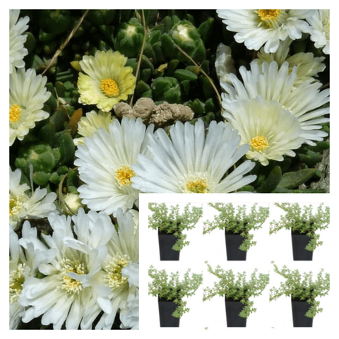 Delosperma White Nugget Plant 6Pks Of 2Inches Pot Iceplant Live Plant Ground Cover Ht7