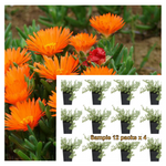 Lampranthus Aureus Orange 12Pks Of 2Inches Pot Plant Gouevygie Golden Vygie Palnt Groundcovers Live Plant Mr7