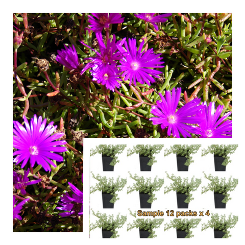 Lampranthus Productus 12Pks Of 2Inches Plant Purple Ã‚Â Ice Plant Flower Live Plant Mr7