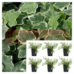 Ivy Eva Plant 6Pks Of 2Inches Pot Glacier Live Plant Ground Cover Mr7 Ht7