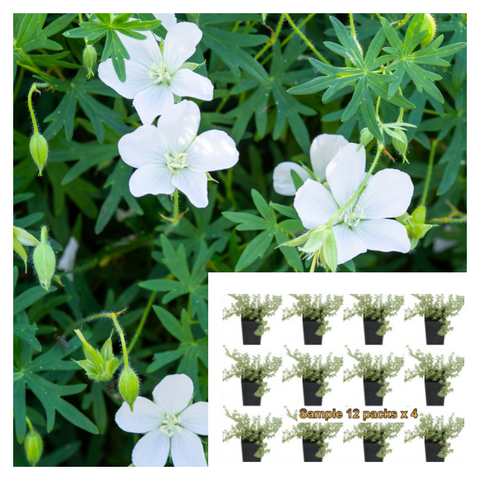 Erodium Album Plant 12pks Of 2In Cranesbill White Alpine Geranium Pot Live Plant Ground cover Mr7