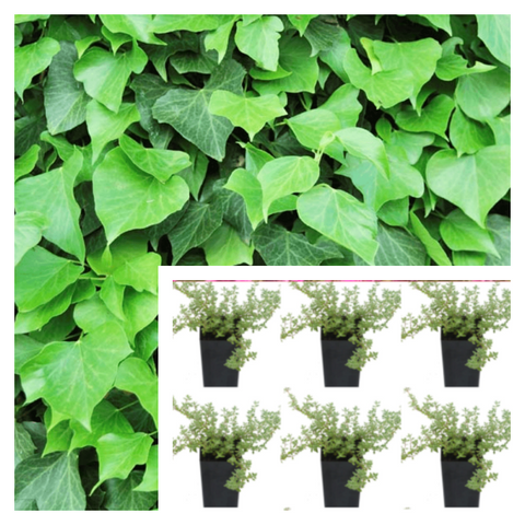 Ivy Algerian Plant 6Pks Of 2Inches Pot Baltic Plant Hedera Algeriensis Live Plant Ground Cover Ht7 Best