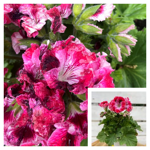 Geranium Martha Dark Pink Velvet 1 Gallon Lady Washington Plant Flower Live Plant Ht7