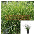 Miscanthus Sin Zebrinus 4Inches Plant gold bar yellow stripe rare Grass Sinensis Live Plant Outdoor Ht7