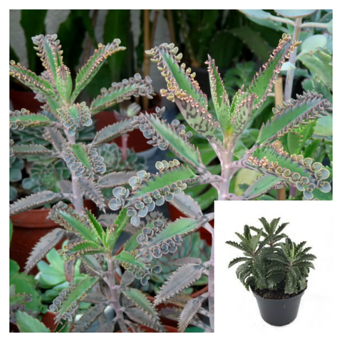 Kalanchoe Houghtonii Cactus Cactiucculent Rea 4Inches Pot succulent Live Plant Best Ht7