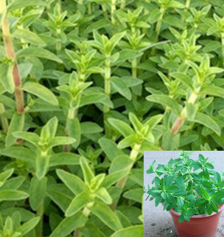 Enydra Fluctuans 4Inches Plant Buffalo Spinach Helencha Live Plant Ht7