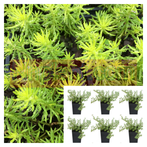 Sedum Succulent Rupestre Angelina Plant 6Pks Of 2Inches Pot Stonecrop Live Plant Best Ht7