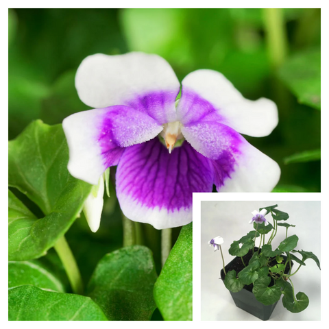 Viola Banksii 4 Inches Pot Purple Plant Australian Violet Hederacea Labill Live Plant Best