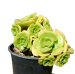 Aeonium Lily Pad 1 Gallon Rosette Succulent Crassulaceae Compton Carousel Live Plant Ht7