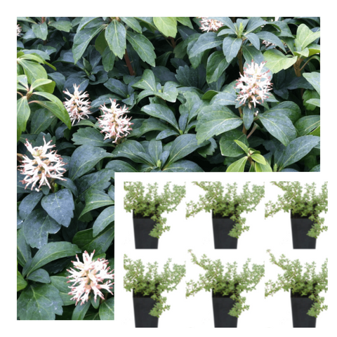Pachysandra Terminalis White Mini Flower Live Plant Ground Cover 6pks Of 2" Pot Ht7 Best
