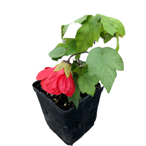 Abutilon Red 4Inches Flowering Maple Plant Indian Mallow Full Live Plant Ht7