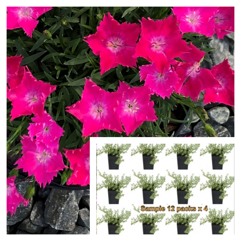 Dianthus Kahori Scarlet 12Pks Of 2Inches Pot Plant Garden Pinks Palnt Flower Live Plant Mr7