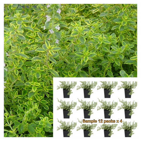 Thyme Golden Lemon Plant 12 Of 2Inches Pot Thymus Citriodorus Live Plant Ground Cover In 1Month
