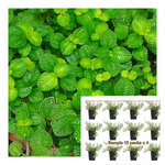 Creeping Charlie Ivy 6Pk Of 2" Pot Plant Plectranthus Begonia Winlle Green Pilea Nummulariifolia Ground cover Ht7