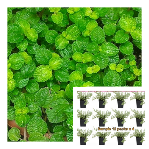 Creeping Charlie Ivy 6Pk Of 2" Pot Plant Plectranthus Begonia Winlle Green Pilea Nummulariifolia Ground cover Ht7