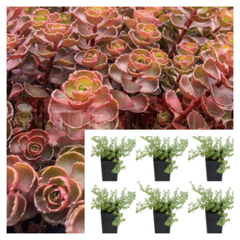 Sedum Dragons Blood Plant 6Pks Of 2Inches Pot Sixpks Caucasian Stonecrop Red Burgundy Live Plant Ground Ht7