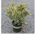 Euonymus Japanese Silver Prince 1 Gallon Princess Boxleaf Plant Outdoor Live Plant Mr7Ht7 Best