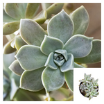 Graptopetalum Paraguayense Agavaceae succulent 4Inches Pot Houseplant Ht7 Best