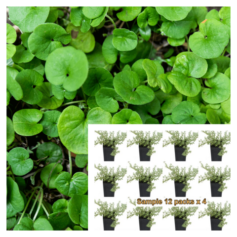Dichondra Repens Plant 12Pks Of 2Inches Pot Kidney Weed Live Plant Ground Cover Mr7