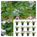 Viola Hederacea Plant Native Violet Baby Blue Flower 12Pks Of 2Inches Pot Twelvepks Live Plant Ground Cover