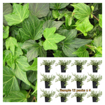 Ivy Green Ripple Plant Twelve 6Pks Of 2Inches Pot Glacier Live Plant Wall Cover Ht7