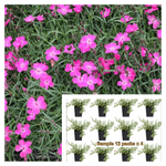 Dianthus Kahori Pink Plant 12Pks Of 2Inches Garden Pinks Ground Cover