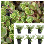 Coral Reef Chinese Sedum Tetractinum Lime Zinger Stonecrop Crisp Ruby Red Edge Live Plant 6Pks Of 2Inches Ht7 Best