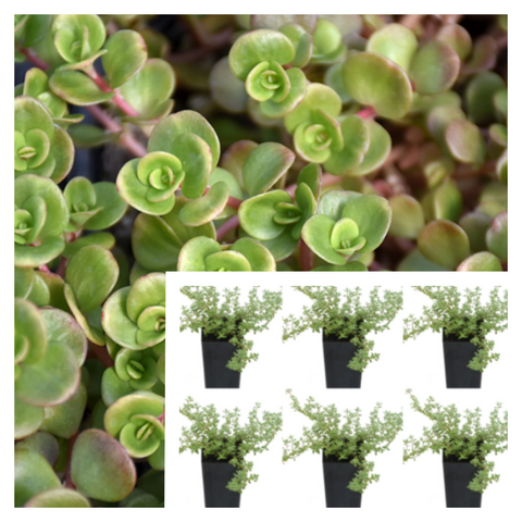 Coral Reef Chinese Sedum Tetractinum Lime Zinger Stonecrop Crisp Ruby Red Edge live plant 6pks Of 2Inches Ht7 Best