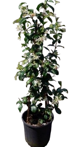 Trachelospermum Jasminoides Espalier 5Gallon Southern Jasmine White Live Plant Outdoor Gg7