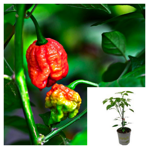 Carolina Reaper Pepper 1 Gallon Habanero Plant Capsicum Chinense Live Plant Chili Veggies