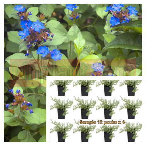 Ceratostigma Plumaginoides Plant 12Pks Of 2Inches Pot Twelvepks Blue Dwarf Plumbago Live Plant Pl