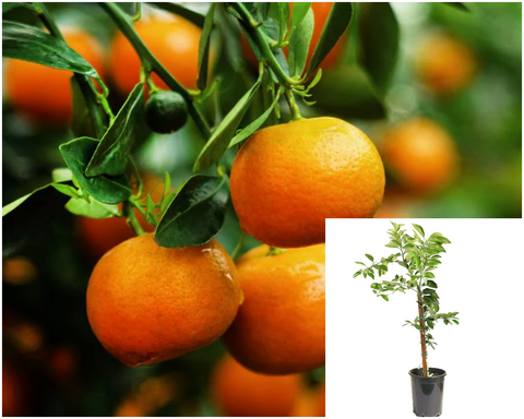 Citrus Tangerine Dancy Standard Tree 5Gallon Reticulata Live Plant Fr7