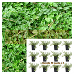 Pennyroyal Plant 12Pks Of 2Inches Pot American Green Ground Cover Live Plant Ht7