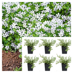 Isotoma Mini White Plant 6Pks Of 2Inches Pot Fluviatilis Alb Swamp Isotome Ground Cover