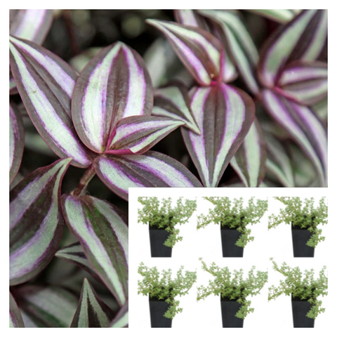 Tradescantia Zebrina Pendula Purple Wandering Jew Flowering Inch Plant 6pks Of 2Inches Pot Striped Ht7 Ground cover