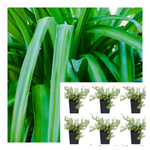 Spider Green 6Pks Of 2Inches Plant Grass Ground Cover Edge Hedge Chlorophytum Capense Ht7