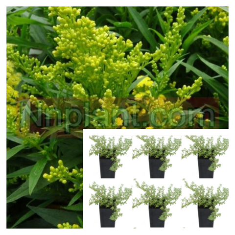 Solidago Little Lemon Plant 6Pks Of 2Inches Pot Goldenrod Ground Cover