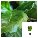 Fiddleleaf Fig Tree Plant Fiddle Leaf Banjo Tall Yroo 2 Gallon Pot 3 4 Live Plant Ht7