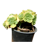 Aeonium Lily Pad 4Inches Rosette Succulent Crassulaceae Compton Carousel Live Plant Ht7