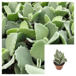 Kalanchoe Millotii 4Inches Pot Millot Plant Velvet Leaf Live Plant Plan Ht7