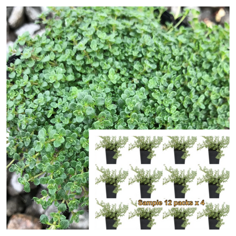 Thyme Elfin Plant 12Pks Of 2Inches Pot Thymus Serpyllum Live Plant Ht7