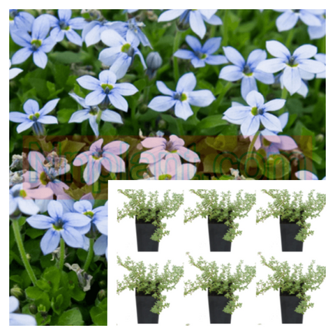 Isotoma Blue Star Creeper Plant 6Pacs Of 2Inches Pot Fluviatilis Live Plant Ground Cover Mr7