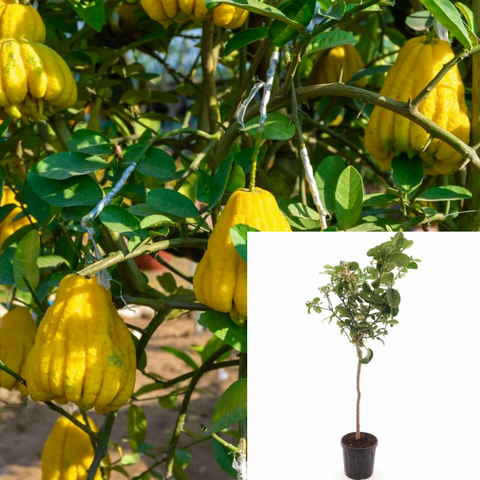 Sarcodatylis Patio Tree 5Gallon Buddha'S Hand Plant Fingered Citron Live Plant Outdoor Gg7