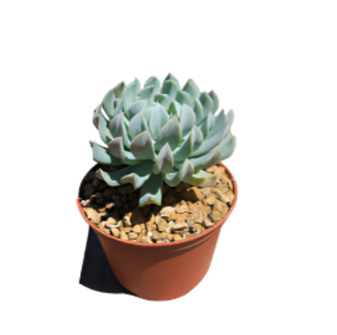 Echeveria Runyonii Topsy Turvy 1 Gallon Agavaceae succulent Live Plant