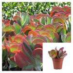 Kalanchoe Thyrsiflora 4Inches Plant Paddle Flapjacks Dog Tongue Herbaceous Perennial Live Plant Ht7