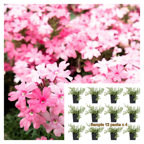 Verbena Tapien Pink 12Pks Of 2Inches Plant Ground Cover Flower Live Plant Mr7