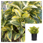 Euonymus Aureo Variegata 4Inches Marginata Plant Japonicus Microphyllus Gold Ht7 Best